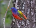 _3SB1052 painted bunting